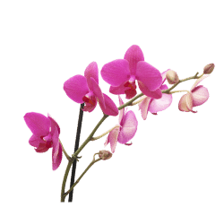 Orchid image for house cleaning services